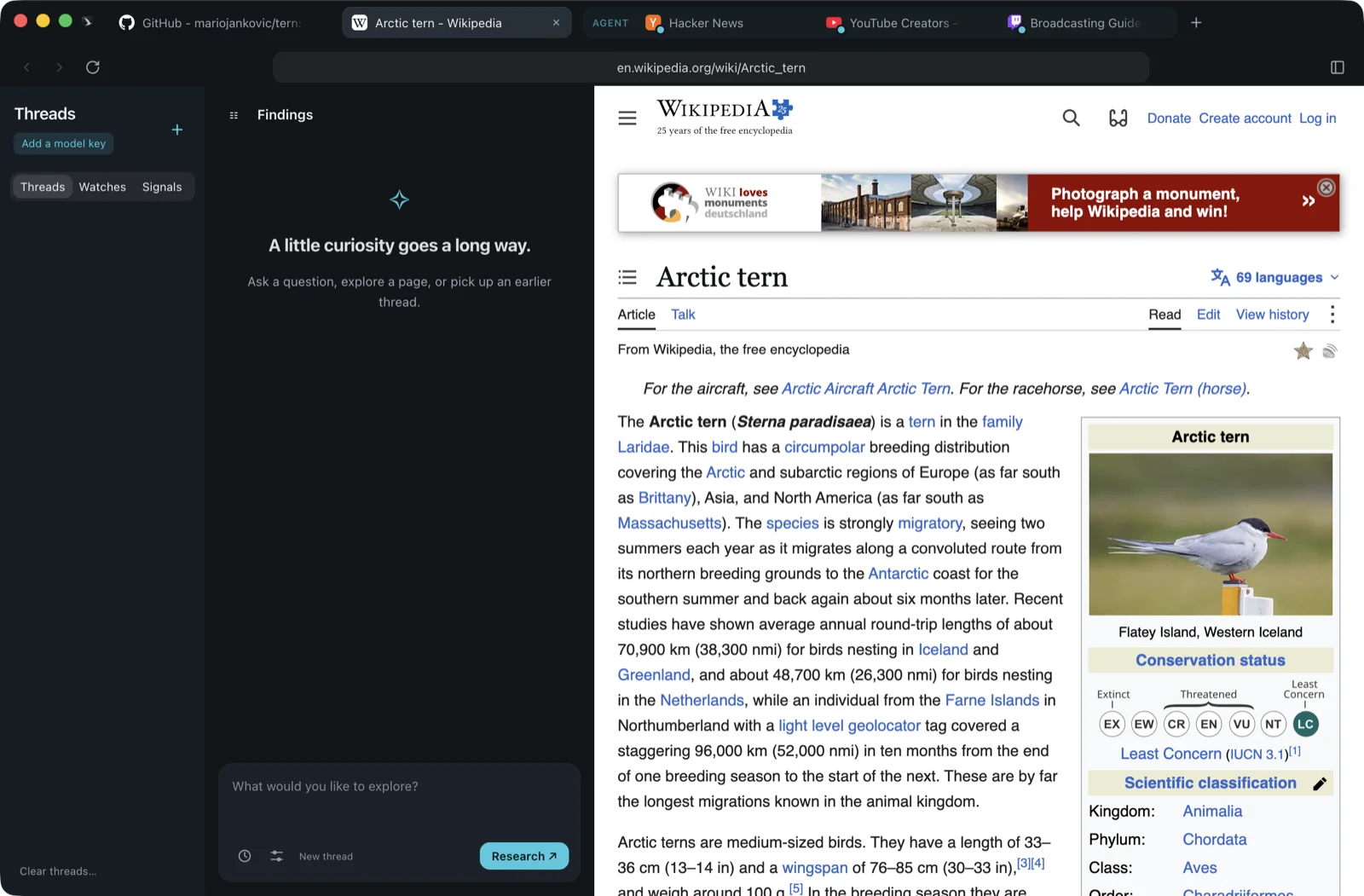 Tern with the Arctic tern Wikipedia page open while an agent works in three background tabs grouped under Agent: Hacker News, YouTube Creators and Twitch's broadcasting guidelines.